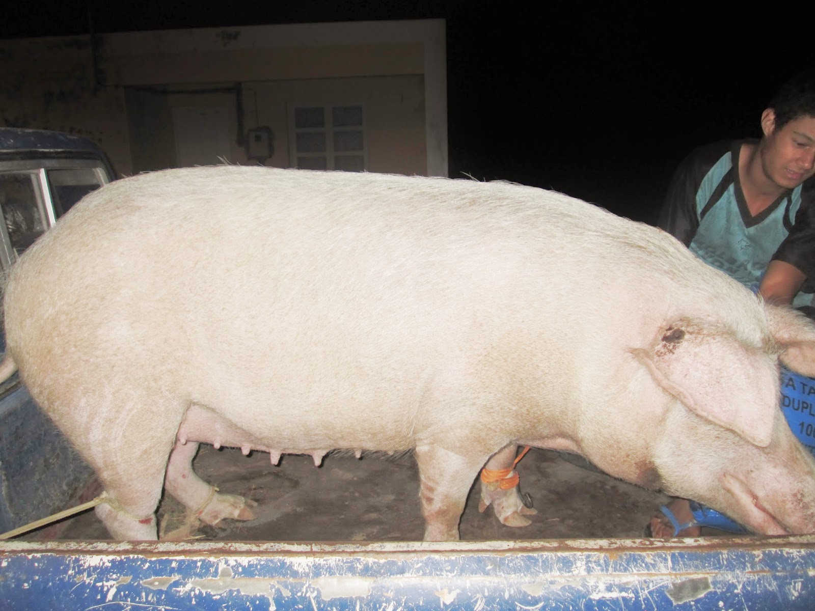 Elder Nate Jarvis Cape Verde Praia Mission World's Biggest Pig